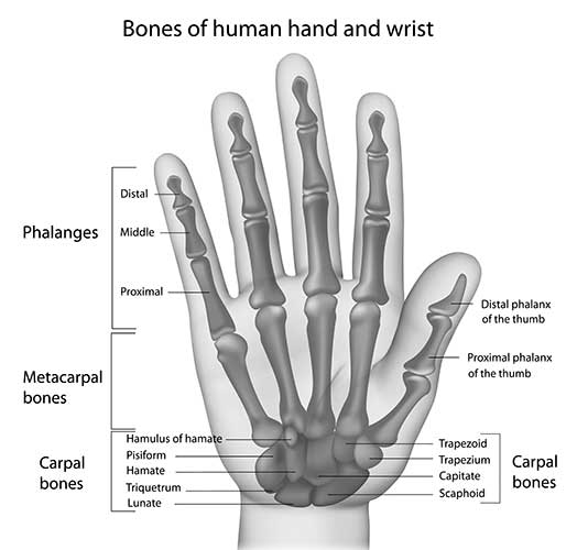 Scaphoid Fracture Causes and Solutions | BioSkin Bracing Solutions